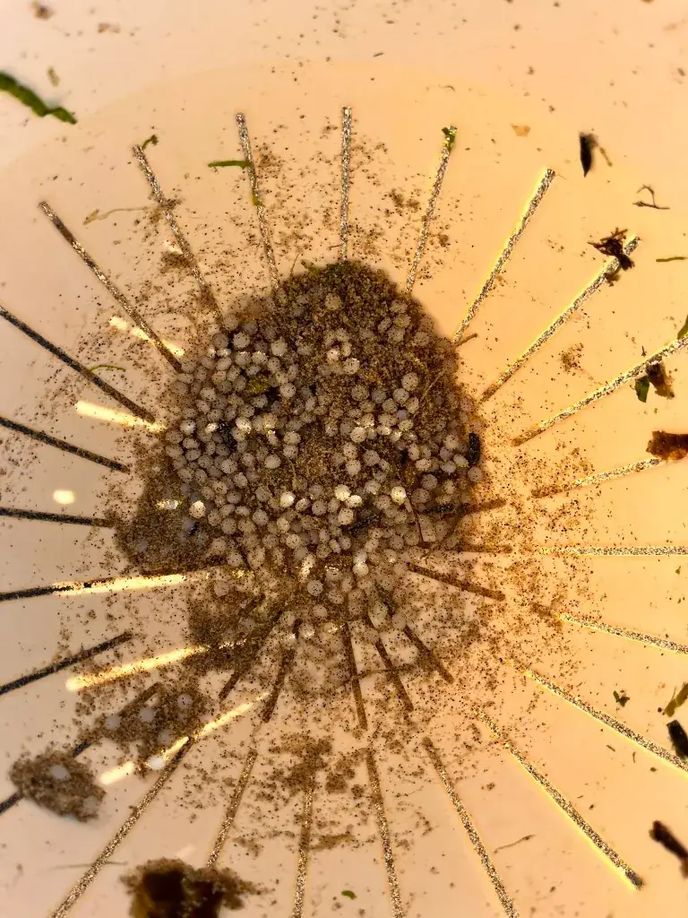 Close-up of collected white nurdles mixed with sand in a bowl