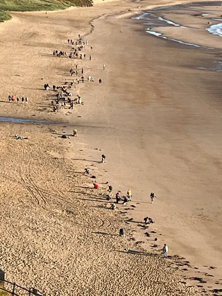 Large group of volunteers working along the high tide line on a sunny beach