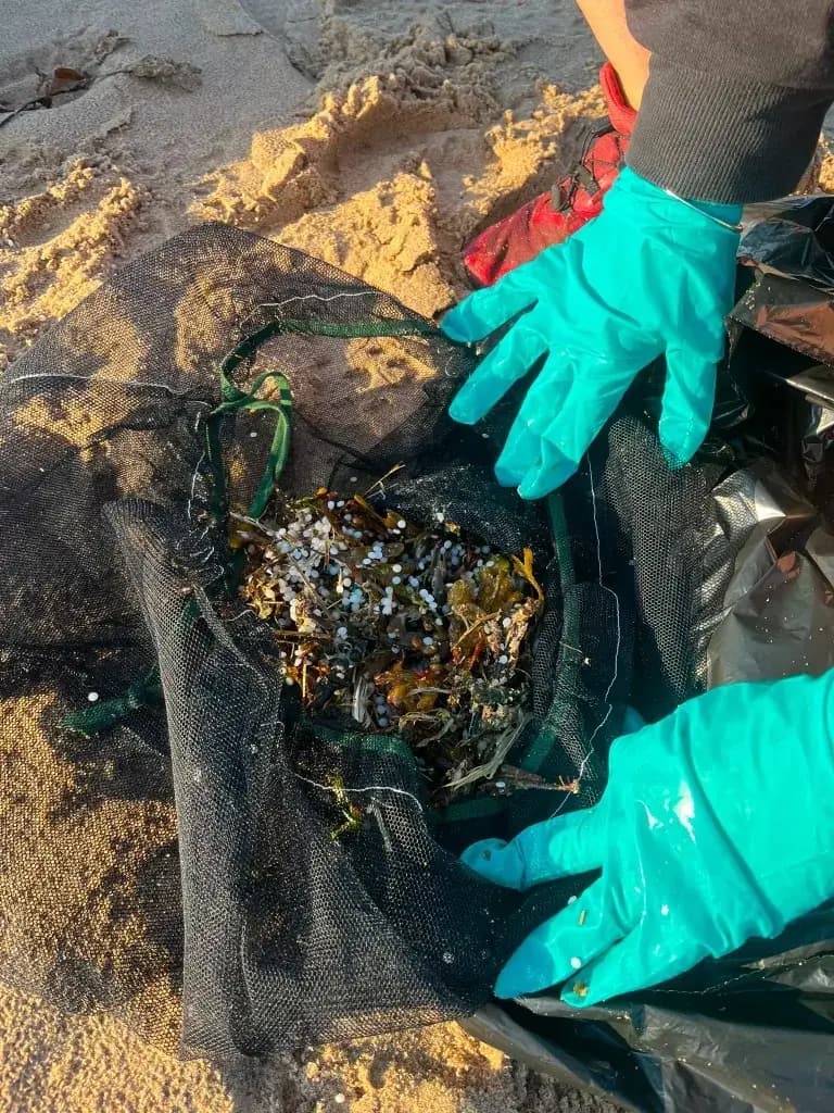 Gloved hands holding a mesh bag filled with seaweed and white nurdles