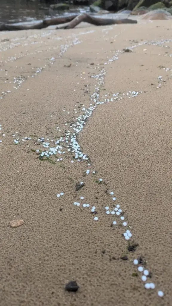 White nurdles forming lines along damp beach sand