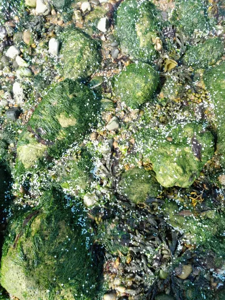 Nurdles scattered across seaweed-covered rocks on the shore