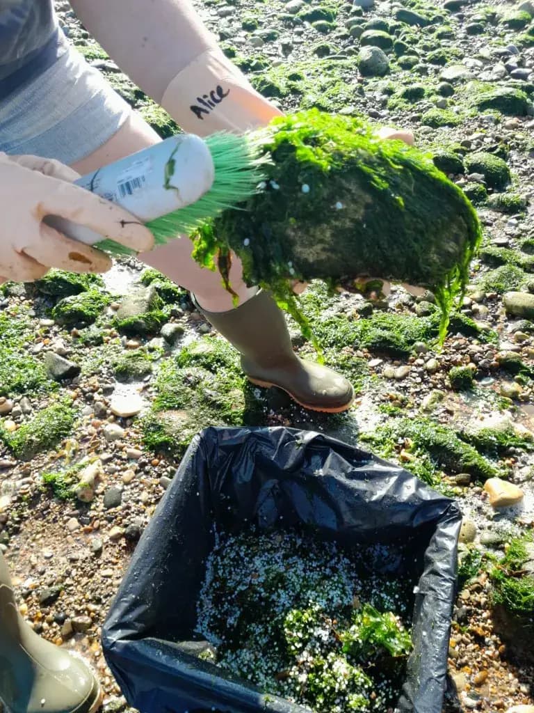 Volunteer in wellies scrubbing seaweed from a rock into a bin bag of nurdles