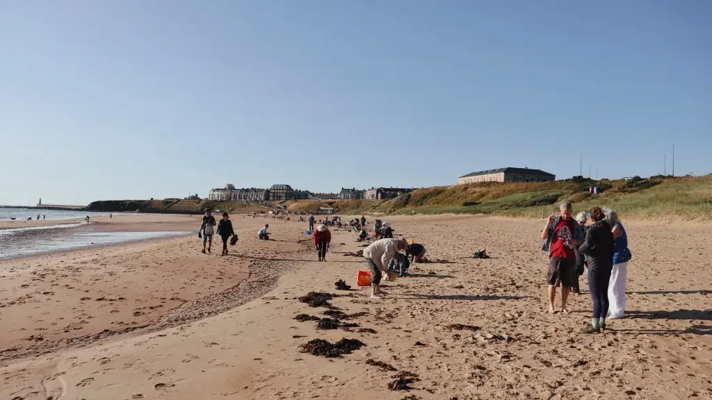 Group of volunteers working along seaweed lines on a sunny beach