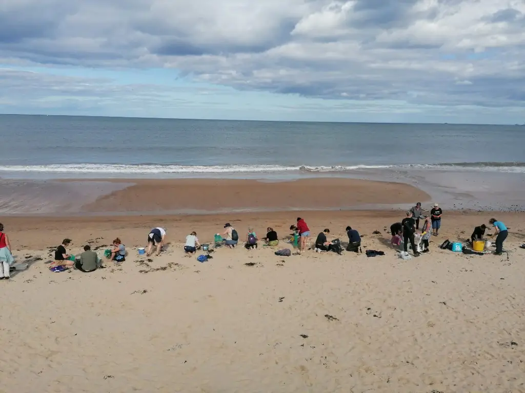 Line of volunteers kneeling on the sand sifting for nurdles